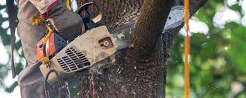 Lawn Drainage Solutions in Castroville, CA