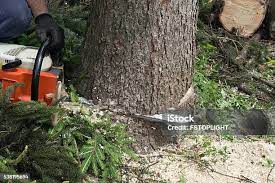 Best Lawn Pest Prevention  in Stroville, CA