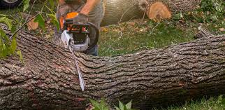 Best Root Management and Removal  in Stroville, CA