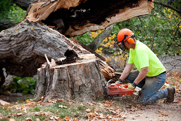  Stroville, CA Tree Removal Pros