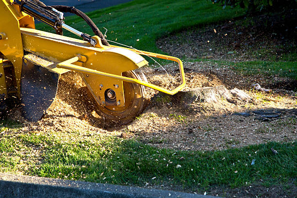 Best Utility Line Clearance  in Stroville, CA